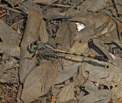 Male
1 May 2012  
Marion, SC